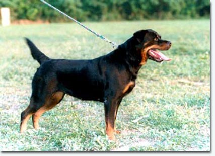 Conny vom Haus Winter