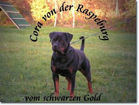 Cora von der Raspeburg