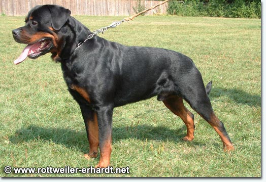 Cujo von der Burg Weibertreu