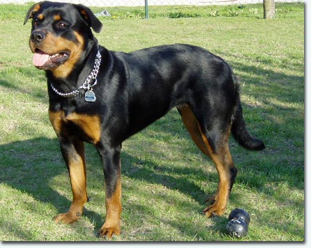 Daisy von der Rotmainquelle