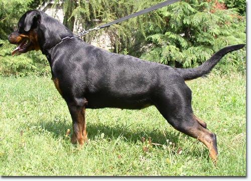 Debby vom Wildwechsel