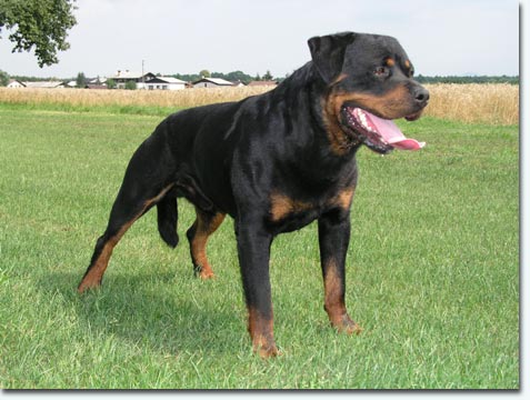 Diego vom Hertener Wappen