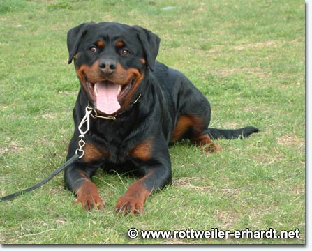 Dina vom Bruchgraben