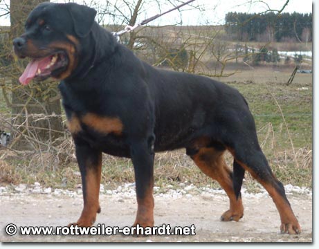 Dino vom Hause Grimm