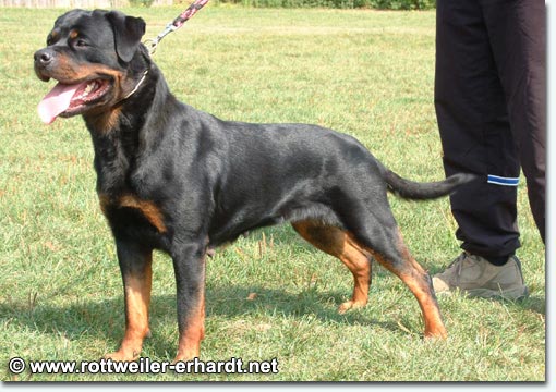 Diva von der K&ouml;nigskanzel