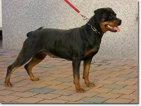 Diva von der Crossener Ranch