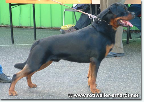 Djuke vom Vilstaler Land