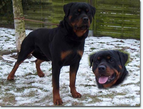 Doc vom Oberhausener Norden