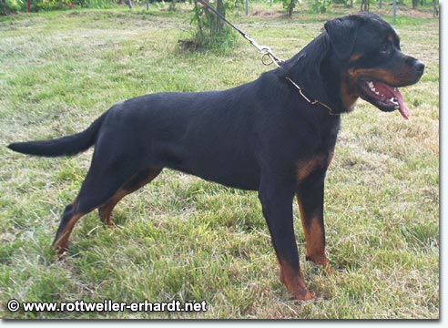 Dolce von der Burg Weibertreu