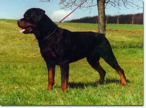 Dolf vom weissen Graben