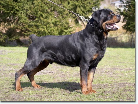 Donner vom Herrengarten