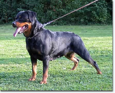 Dunja von der Frankentanne