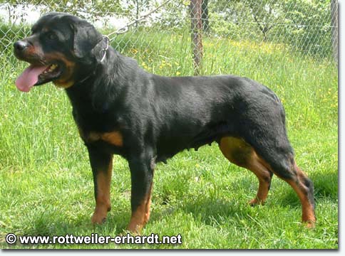 Dunja vom Hause Grimm