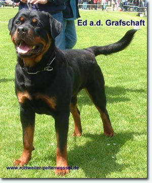 Ed aus der Grafschaft