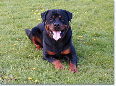 Eddy vom Steinbeker Schloss