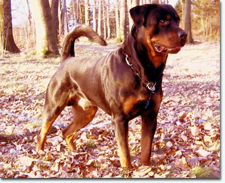 Eddy vom Herrenholz II