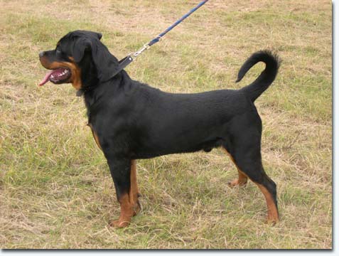 Edison vom Bogendreieck