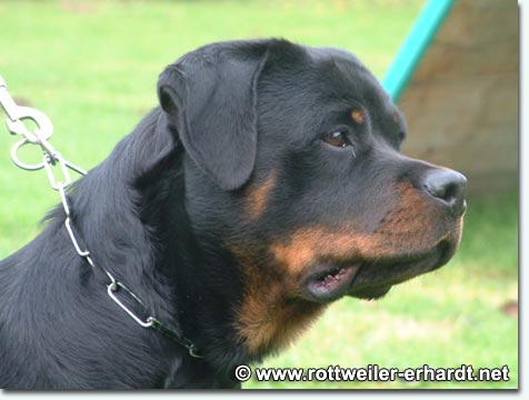 Eika vom Pf&auml;lzer Michel