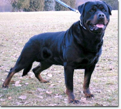 Elcan von der K&ouml;nigskanzel