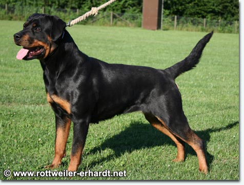 Elfe von der Berghalbinsel
