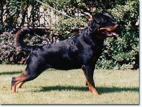 Elisa vom Haus Winter