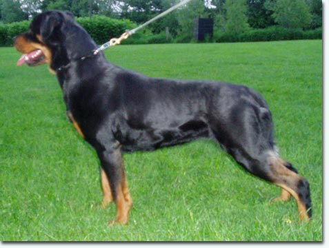 Ella vom Steinbeker Schloss