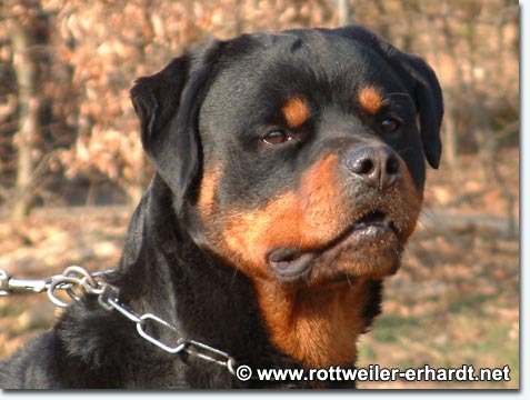 Emil von der Bleichstrasse