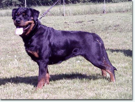 Enya vom Bogendreieck