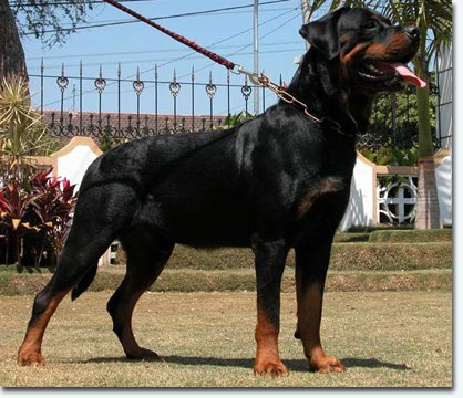 Erko vom Storcheng&auml;ssle