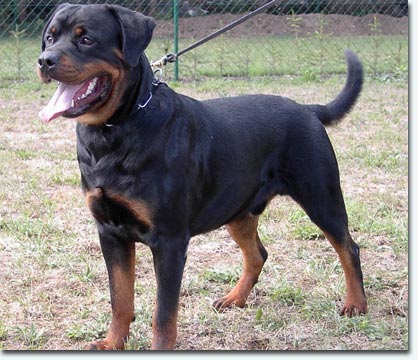 Eros vom Storcheng&auml;ssle