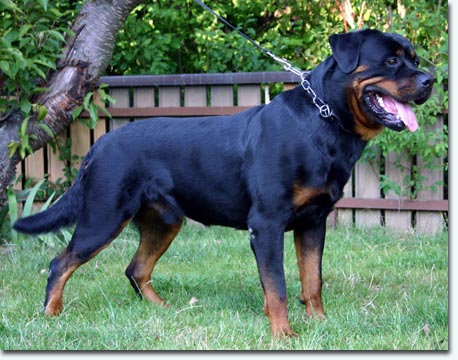 Eros von der Burg Weibertreu