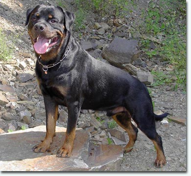 Esko vom Storcheng&auml;ssle