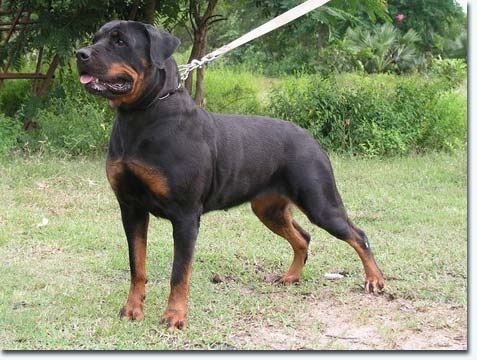 Evita vom Th&uuml;ringer Wald