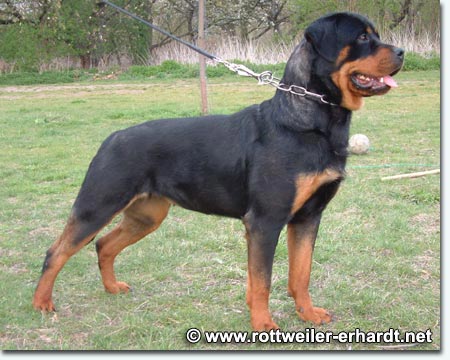 Face vom Krabbennest