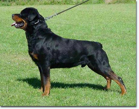 Falco vom Weihungstal