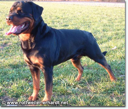 Falco vom Gr&uuml;ntenblick