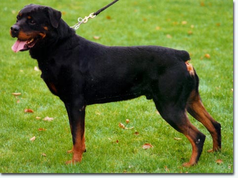 Falk vom Brunnenweible