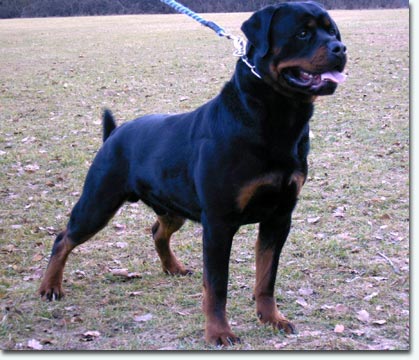 Falko von der K&ouml;nigskanzel