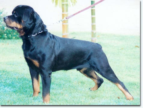 Falko von der Scherau