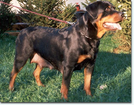 Farah vom T&uuml;rnleberg