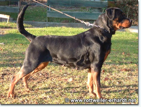 Fea von der Berghalbinsel