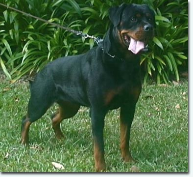 Fee von der K&ouml;nigskanzel