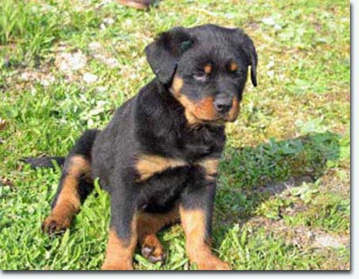 Fellow vom Storcheng&auml;ssle