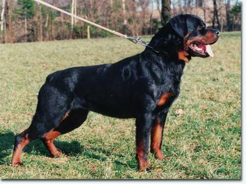 Filou vom K&uuml;mmelsee