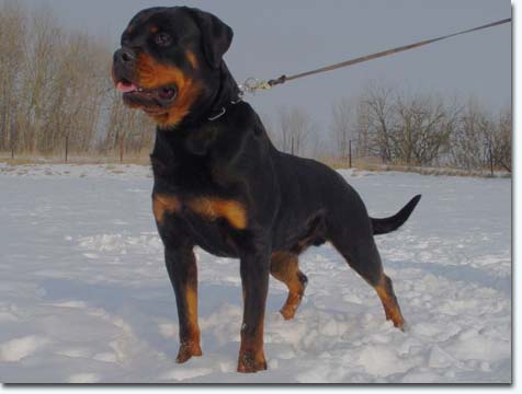 Flegel vom Tegler Fliess