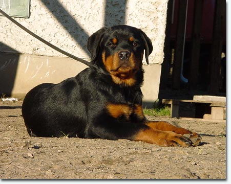 Fredo vom Tegler Fliess