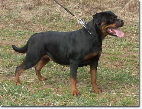 Frigga von der Crossener Ranch