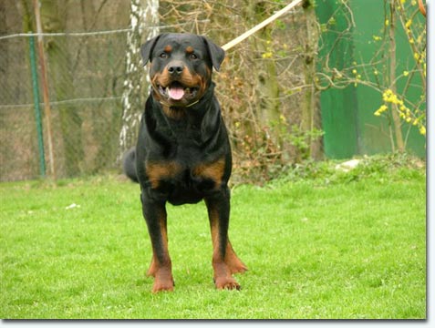 Gary vom Storcheng&auml;ssle