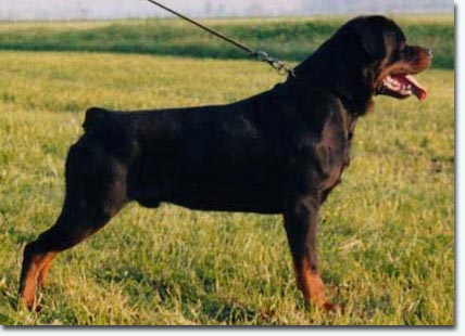 Gauna vom Sonnenh&uuml;gel