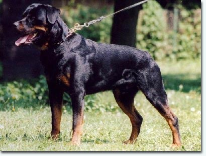 Gawan vom Zimmerplatz